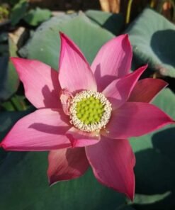 Hongsabat Lotus Tuber