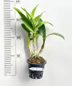 Alternative view of Ready To Flower Size Dendrobium Gift By God