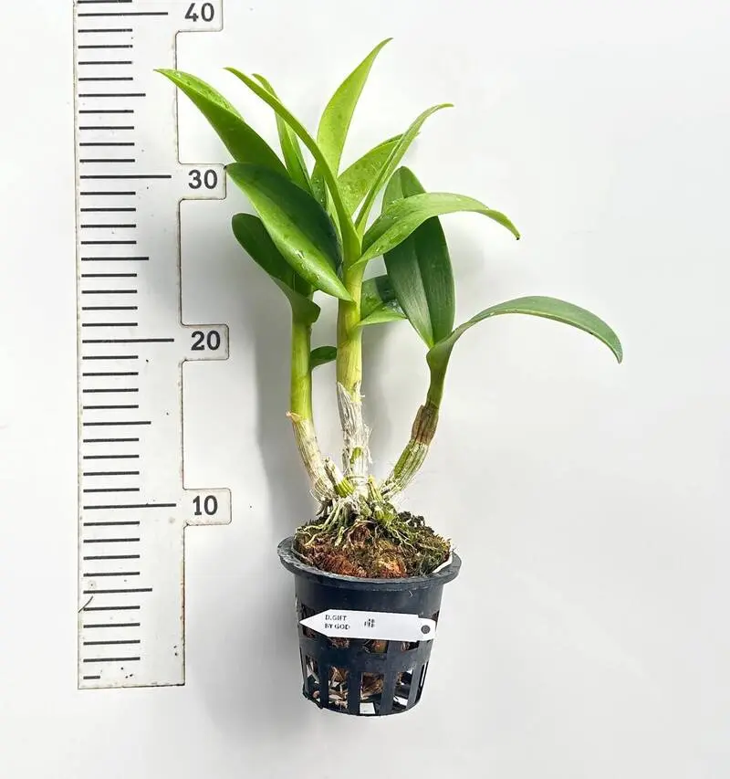 Ready To Flower Size Dendrobium Gift By God - Image 2