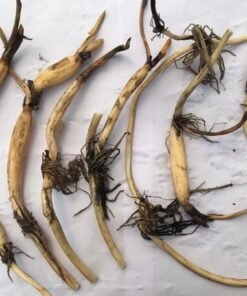 Alternative view of Red Savage (New Breed) Lotus Tuber