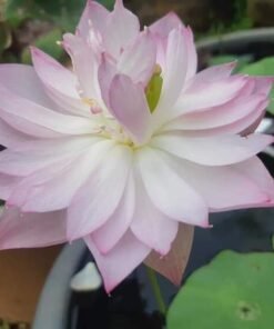 Pink Chrysanthenum Lotus Tuber