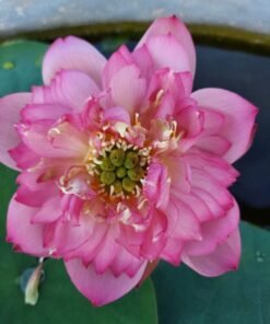 Pror Pink Lotus Tuber