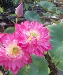 Queen Of Heart Lotus Tuber