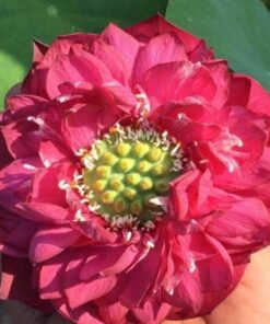 Red Pror Lotus Tuber