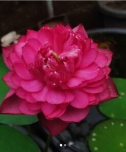 Relaxing Sunset Lotus Tuber