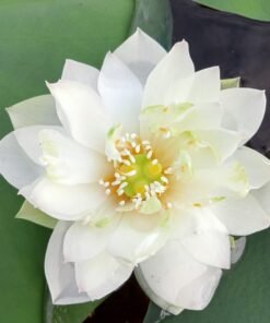 Wedding Dress Lotus Tuber
