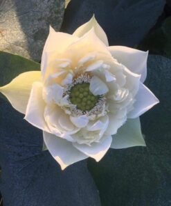 White Pror Pink Lotus Tuber