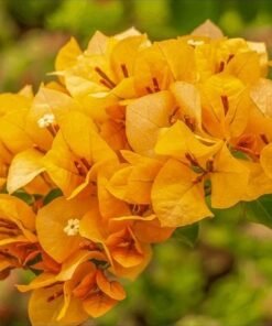 Bougainvillea Chilli Yellow