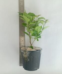 Alternative view of Bougainvillea Chilli Yellow