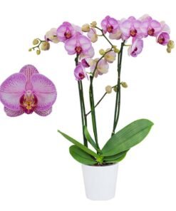 Phalaenopsis Ready to Flower Gallery Play