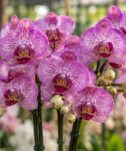 Phalaenopsis Ready to Flower Gallery Play