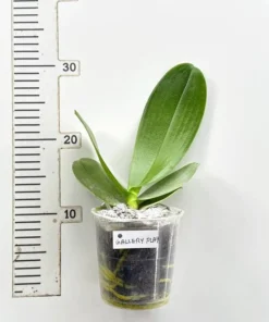 Alternative view of Phalaenopsis Ready to Flower Gallery Play