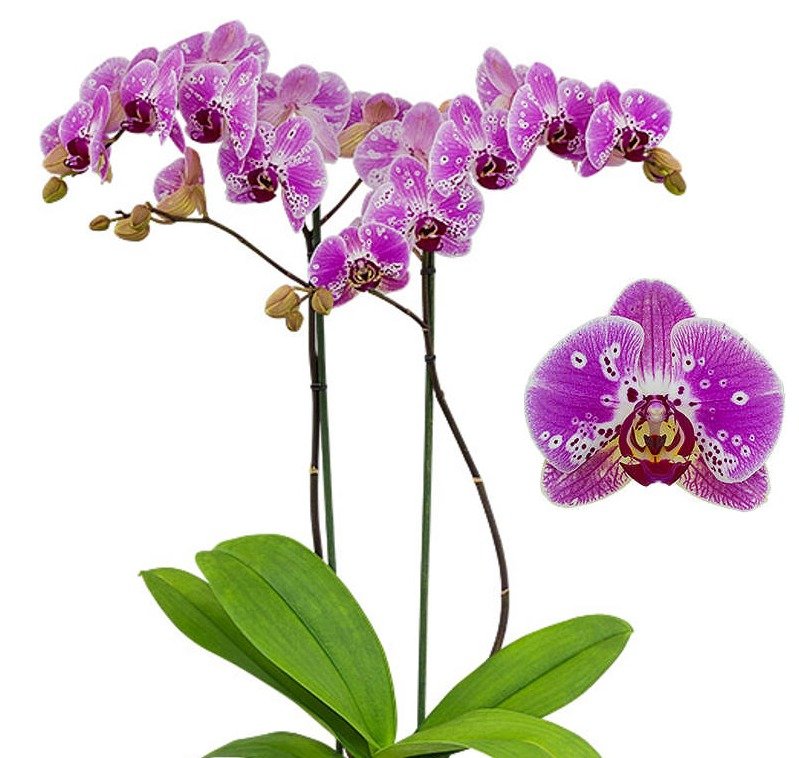 Buy Phalaenopsis Strange Magic orchids online