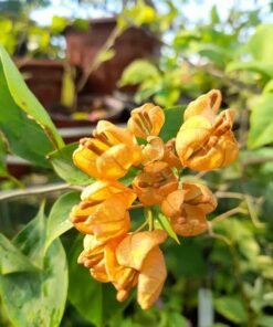 Bougainvillea Yellow Tanglong