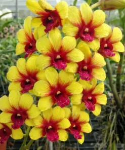 Ready to Flower Size Dendrobium Yellow Splash 258