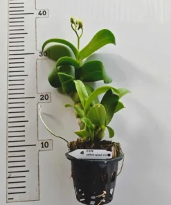 Alternative view of Ready to Flower Size Dendrobium Yellow Splash 258 with Flowers or Buds