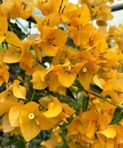 Bougainvillea Monalisa Yellow