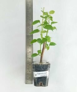 Alternative view of Bougainvillea Monalisa Yellow