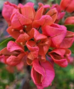Bougainvillea Red Tanglong