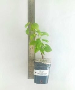 Alternative view of Bougainvillea Red Tanglong