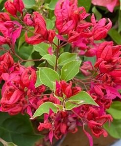 Bougainvillea Chineese Sleeping Beauty
