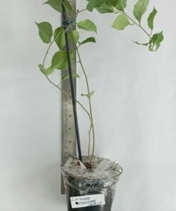 Alternative view of Bougainvillea Chineese Sleeping Beauty