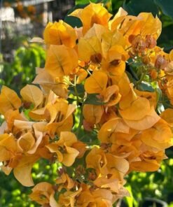 Bougainvillea California Gold