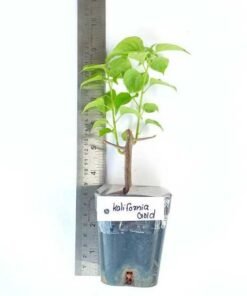 Alternative view of Bougainvillea California Gold