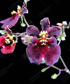 Tolumnia Firm Crimson