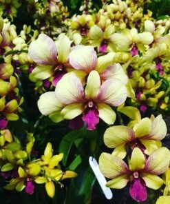 Thong Chai Ratchasrima No 2