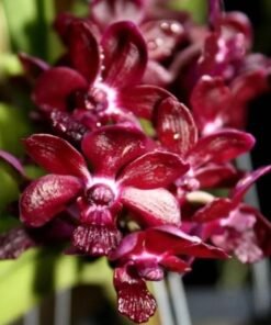 Rhynchostylis Sri Siam Foxtail Blooming Size