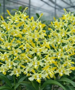 Chanchao White Yellow Seedling