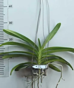 Alternative view of Rhynchostylis Sri Siam Foxtail Blooming Size