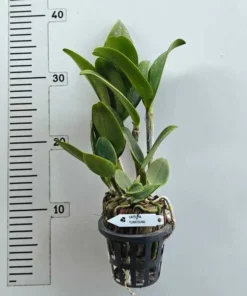 Alternative view of Rhyncholaeliocattleya YuaN Dung