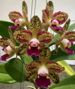 Rhyncholaeliocattleya YuaN Dung