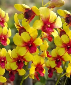 Yellow 258 Seedling