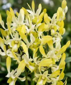 Chanchao White Yellow Seedling