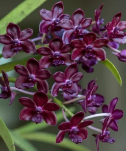 Vandachostylis Sri Siam Foxtail Blooming Size
