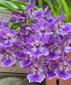 Zygonisia Murasaki Komachi