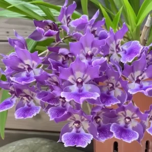 Zygonisia Murasaki Komachi