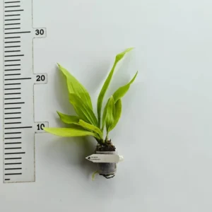 Alternative view of Zygonisia Murasaki Komachi