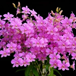 Pink 768