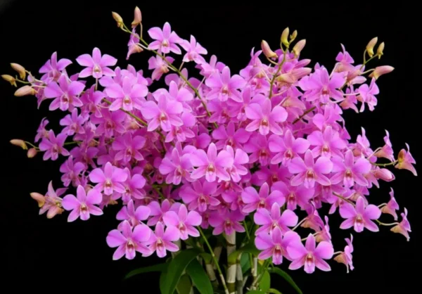 Pink 768