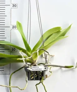 Alternative view of Rhynchostylis Pinkish Blue Foxtail Blooming Size