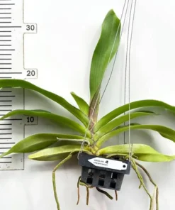Alternative view of Rhynchostylis Pink Banyen Foxtail Blooming Size