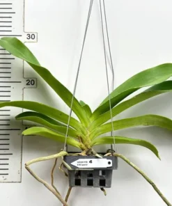 Alternative view of Rhynchostylis Spot Kra Foxtail Blooming Size