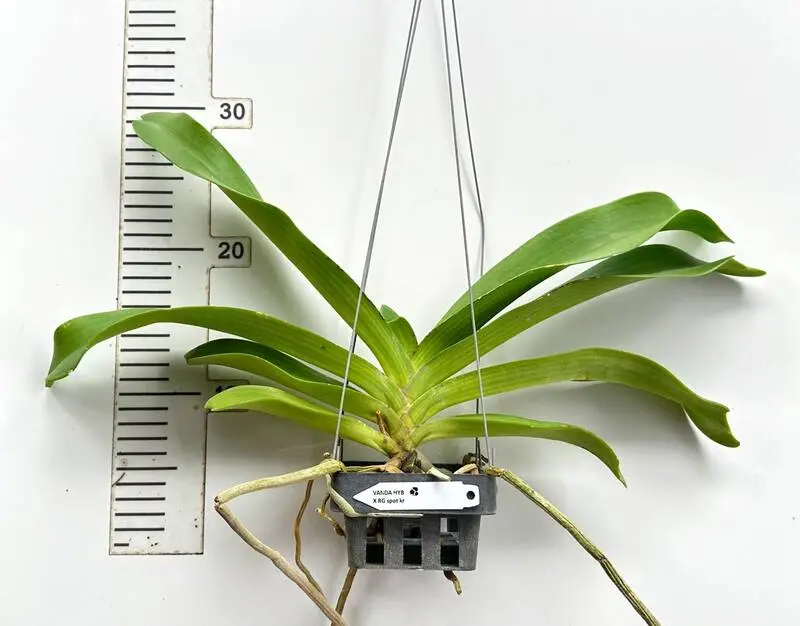 Rhynchostylis Spot Kra Foxtail Blooming Size - Image 2