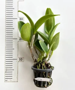 Rhyncholaeliocattleya YuaN Dung Blooming Size - Image 2