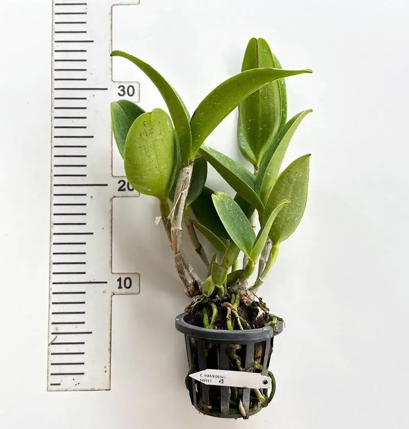 Rhyncholaeliocattleya YuaN Dung Blooming Size - Image 2