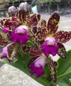 Rhyncholaeliocattleya YuaN Dung Blooming Size